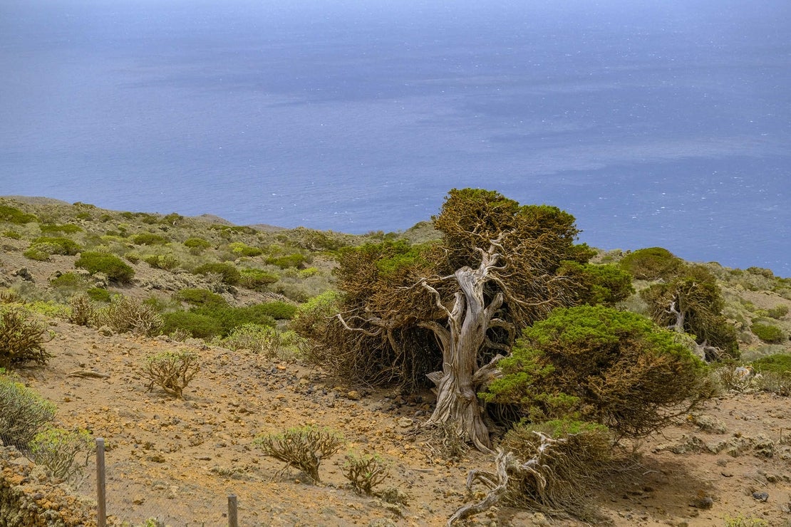 Los Rboles M S Famosos De La Isla De El Hierro Gu A Repsol