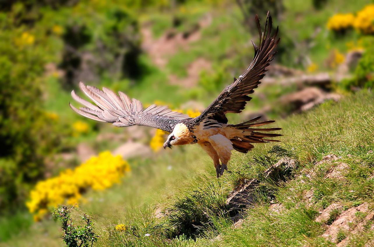 El inicio del otoño es perfecto para el turismo ornitológico. Foto: Shutterstock