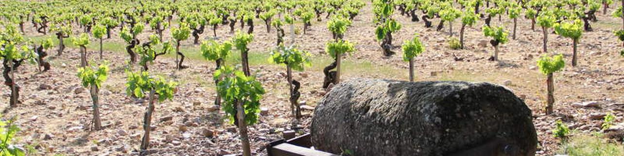 Bodegas y Viñedos Merayo SL Bodegas y Viñedos Merayo SL