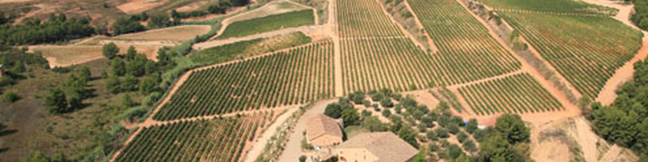 Torelló Torelló