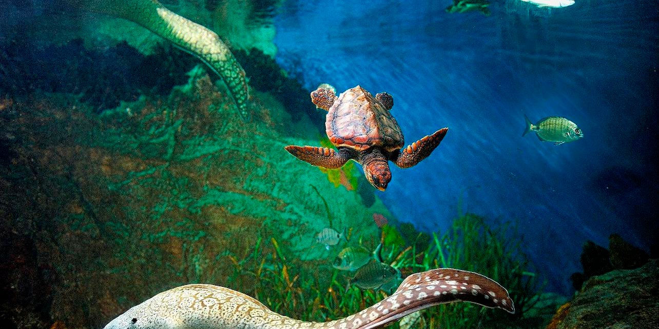 Acuario Acuario
