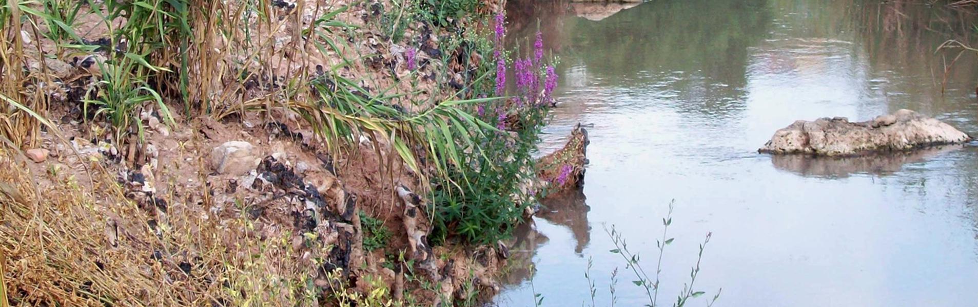 Sellent Guía Repsol