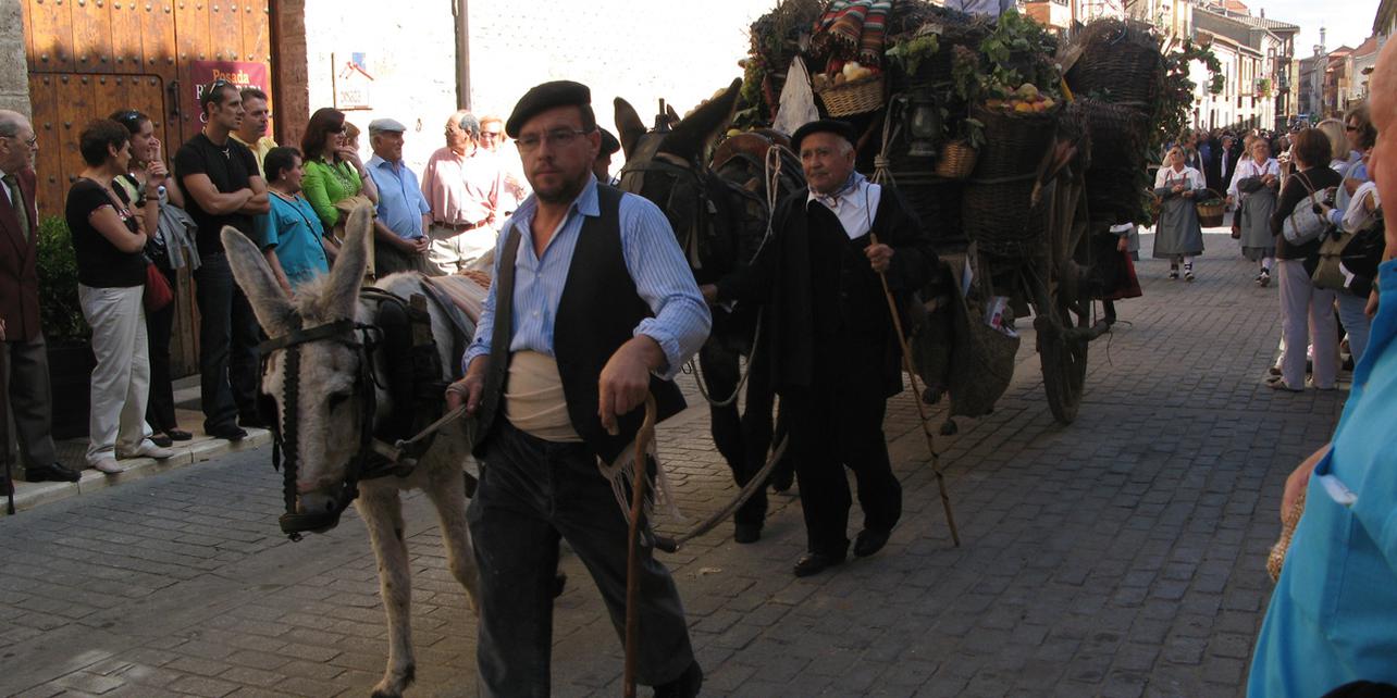 Fiestas de la vendimia. Toro Fiestas de la vendimia. Toro