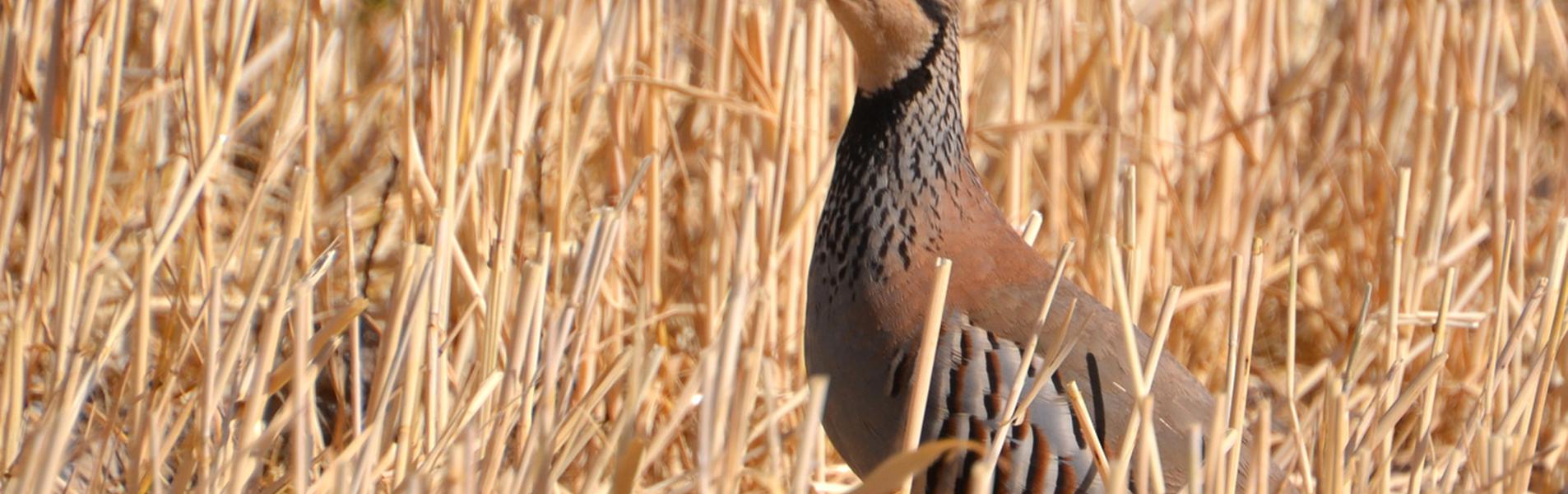 La Alberca de Záncara Guía Repsol