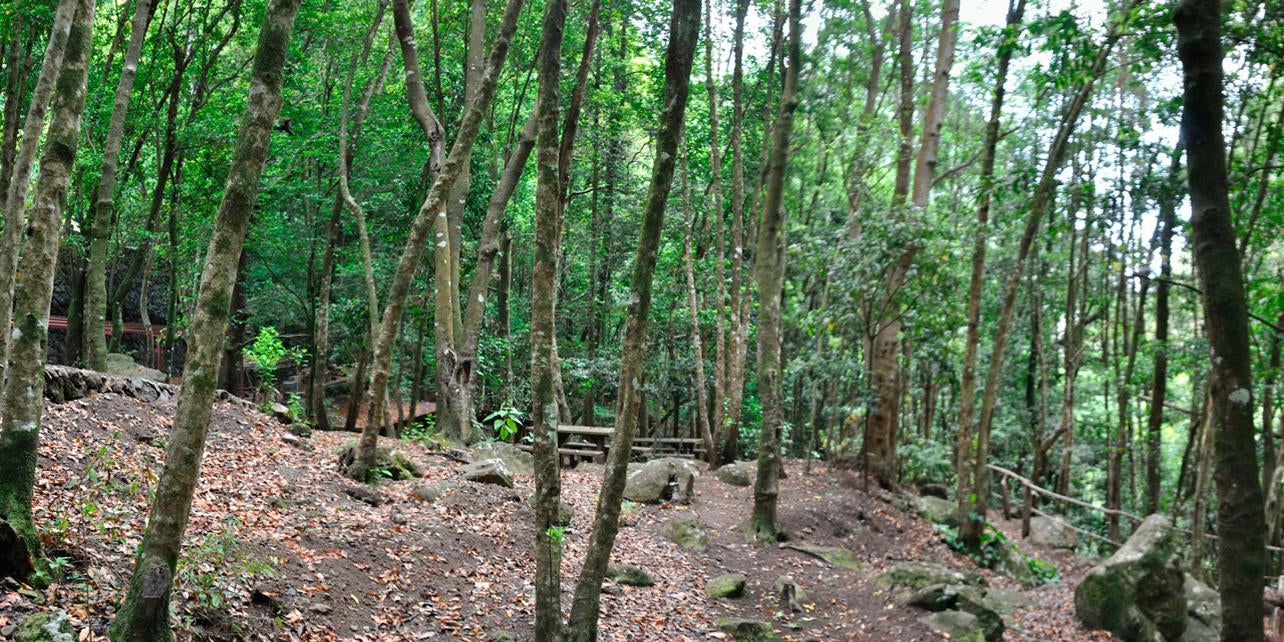 Bosque de Los Tilos