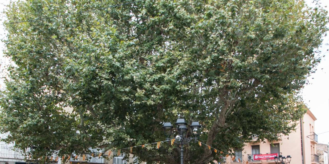 Árbol centenario Árbol centenario