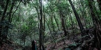 Bosque del Parque Nacional de Garajonay, La Gomera.