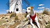Perro viajero. Consuegra.