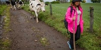 Vacas lechera Galicia