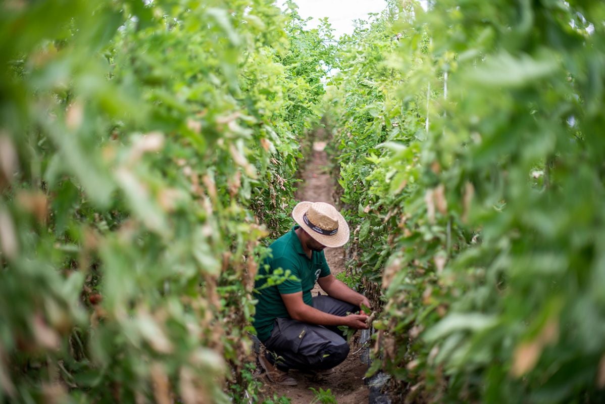 En esta finca se trabaja como los agricultores de toda la vida. En esta finca se trabaja como los agricultores de toda la vida.