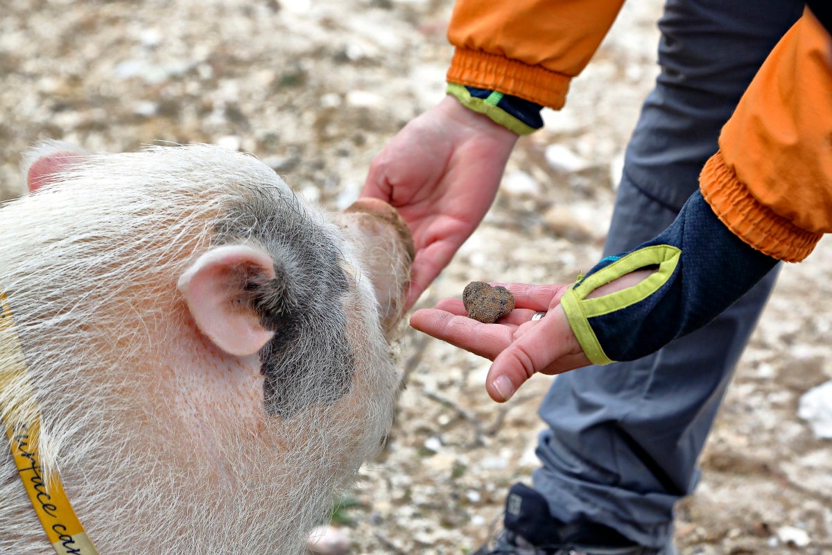 El animal distingue entre el olor de la trufa enterrada y la que está ya en el zurrón del trufero. El animal distingue entre el olor de la trufa enterrada y la que está ya en el zurrón del trufero.