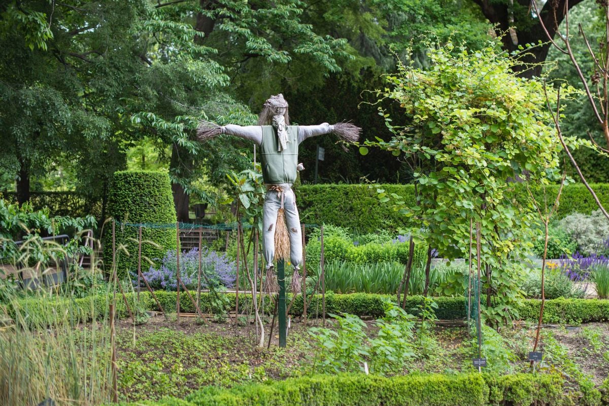 Un espantapájaros en la zona del huerto del Real Jardín Botánico de Madrid. Un espantapájaros en la zona del huerto del Real Jardín Botánico de Madrid.