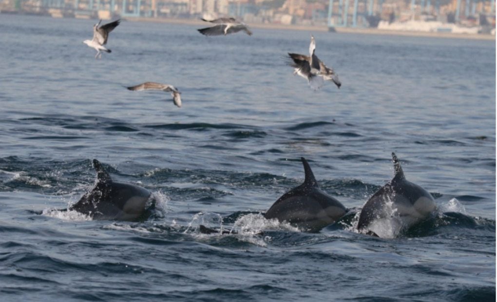 Delfines saltando en las aguas de Tarifa.