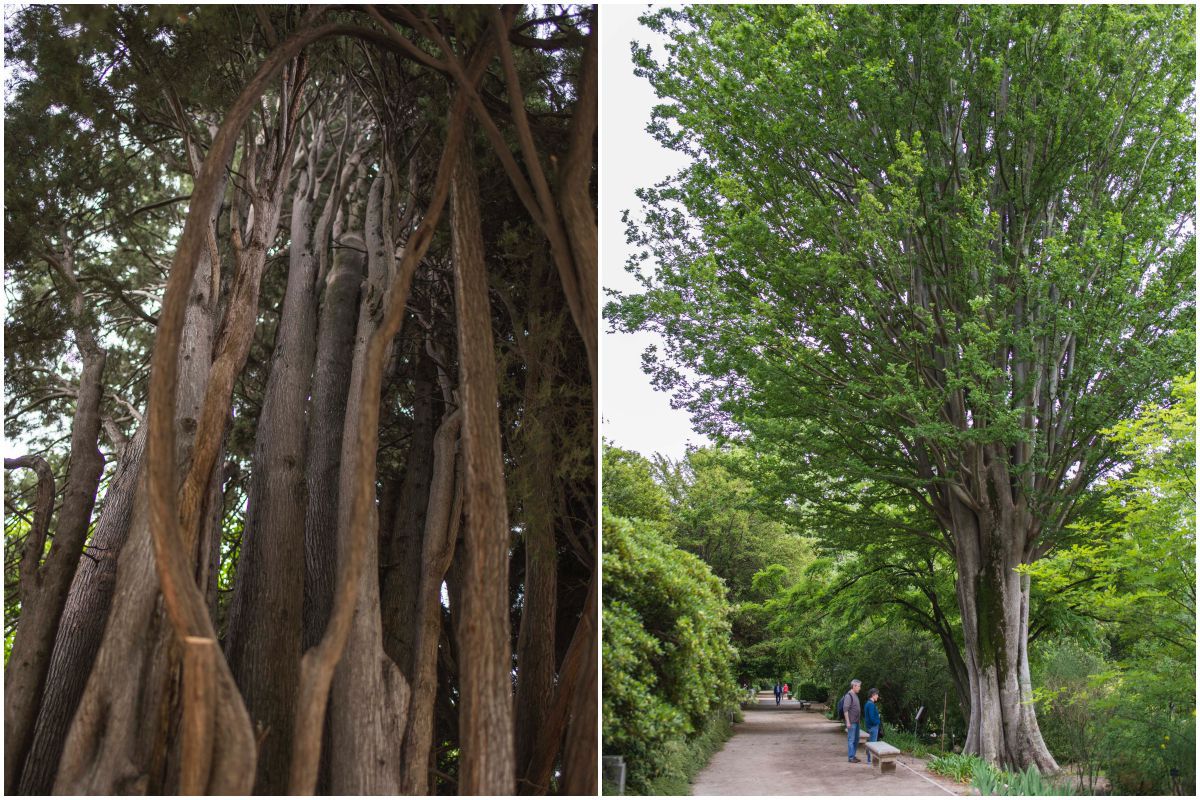 Un ciprés de más de 200 años, el árbol más antiguo del jardín, y un olmo caucaso de casi 200 años, en el Real Jardín Botánico de Madrid. Un ciprés de más de 200 años, el árbol más antiguo del jardín, y un olmo caucaso de casi 200 años, en el Real Jardín Botánico de Madrid.