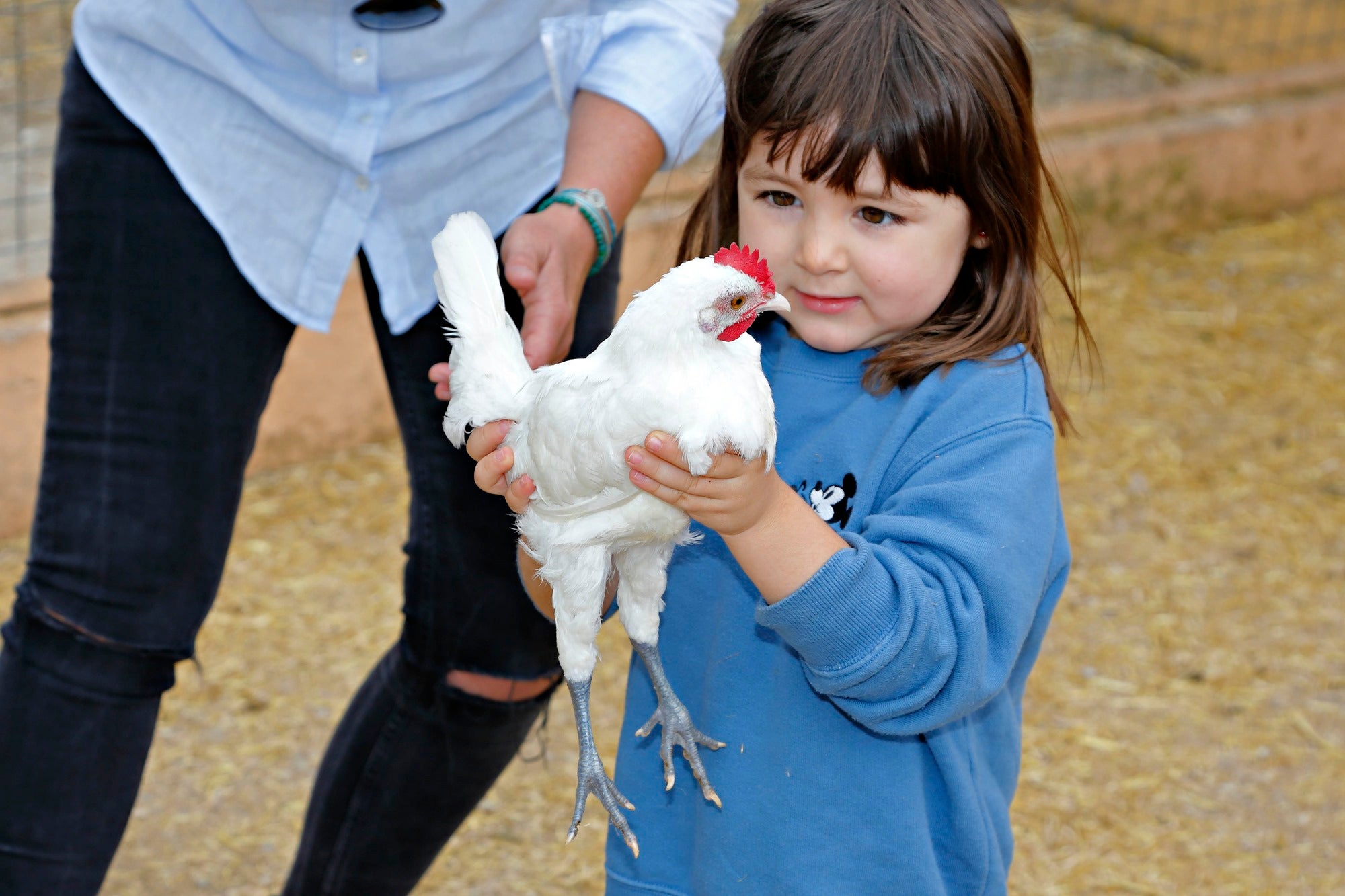 Sostener una gallina, todo un reto para niños urbanitas. Sostener una gallina, todo un reto para niños urbanitas.