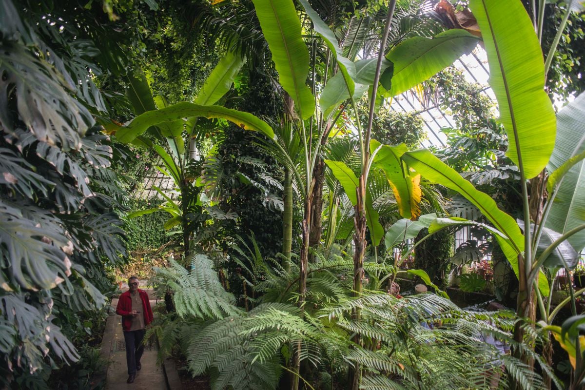 Un hombre pasea por la estufa de las Palmas del siglo XIX en el Real Jardín Botánico de Madrid. Un hombre pasea por la estufa de las Palmas del siglo XIX en el Real Jardín Botánico de Madrid.