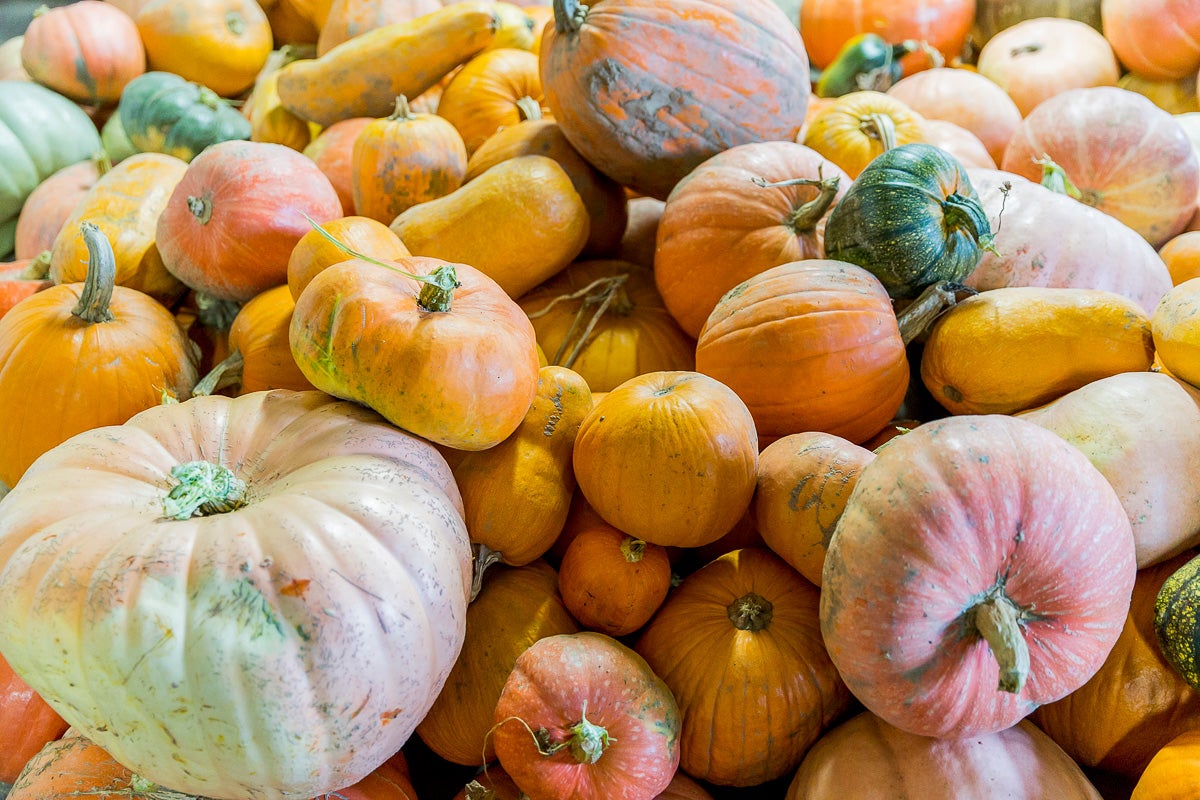 Trasmoz: Calabazas en casa de Concepción Martínez, que serán preparadas para la noche de Halloween. Foto: Ferrán Mallol Trasmoz: Calabazas en casa de Concepción Martínez, que serán preparadas para la noche de Halloween. Foto: Ferrán Mallol