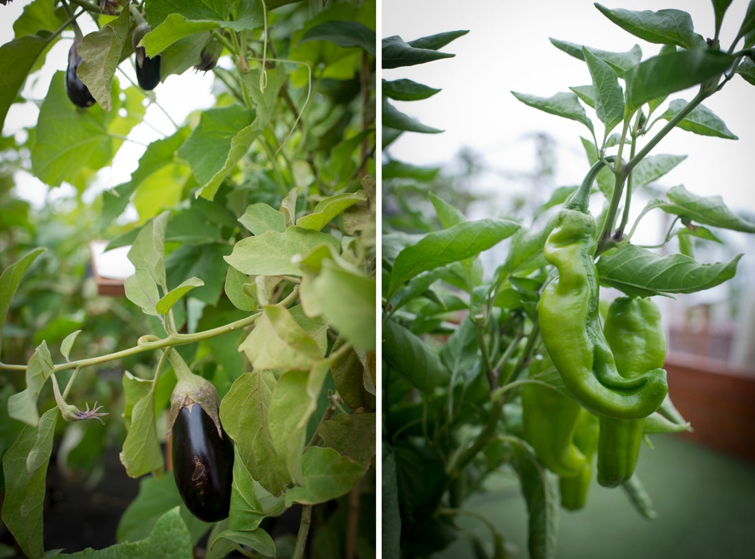 Las berenjenas y los pimientos que se cultivan en el huerto de la azotea del Wellington Las berenjenas y los pimientos que se cultivan en el huerto de la azotea del Wellington