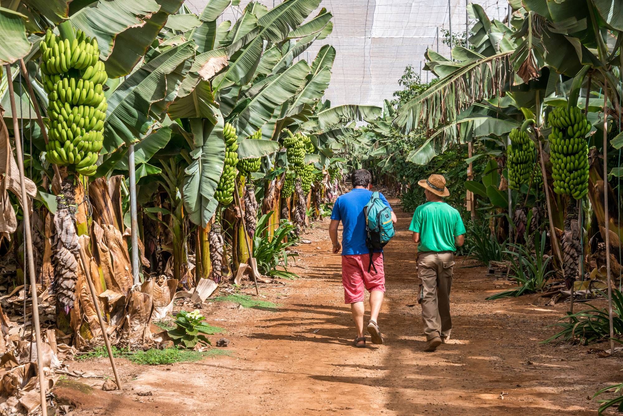 Adolfo explica cómo llegó a basar su vida en el cultivo del plátano. Adolfo explica cómo llegó a basar su vida en el cultivo del plátano.