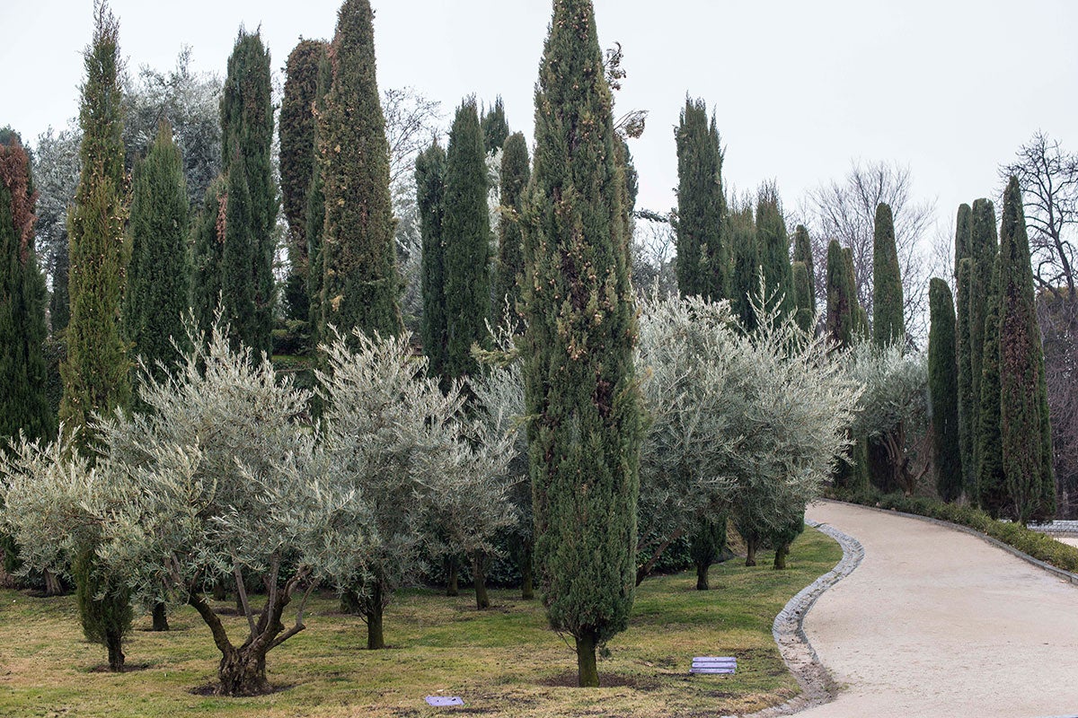 El Bosque del Recuerdo, uno de los últimos orgullos de los jardineros del parque madrileño. El Bosque del Recuerdo, uno de los últimos orgullos de los jardineros del parque madrileño.