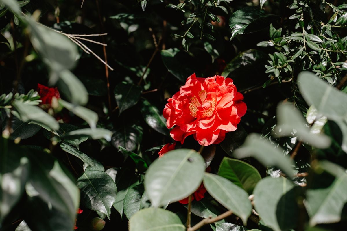 Las camelias más salvajes están en Rivadulla. Las camelias más salvajes están en Rivadulla.