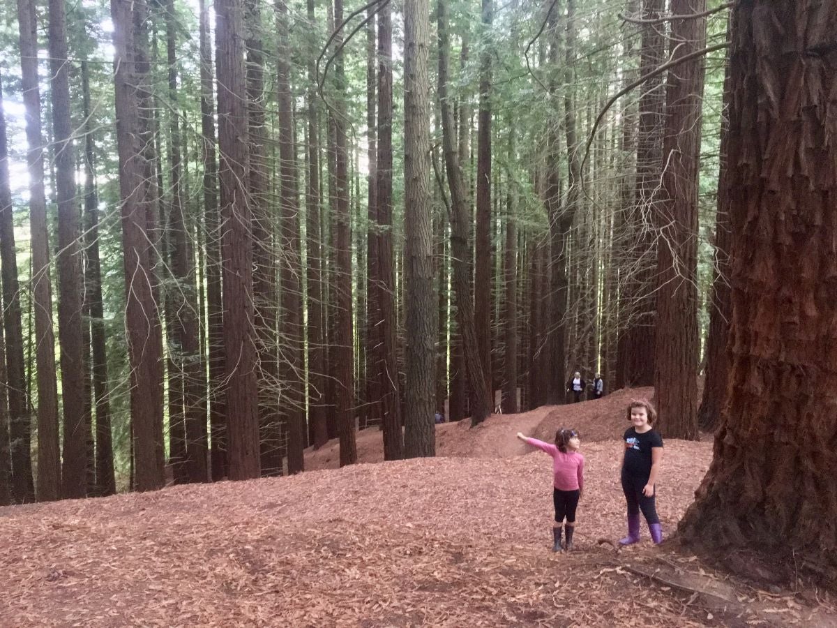 Unas niñas junto a las secuoyas en el Monumento Natural a las Secuoyas en Cantabria. Unas niñas junto a las secuoyas en el Monumento Natural a las Secuoyas en Cantabria.
