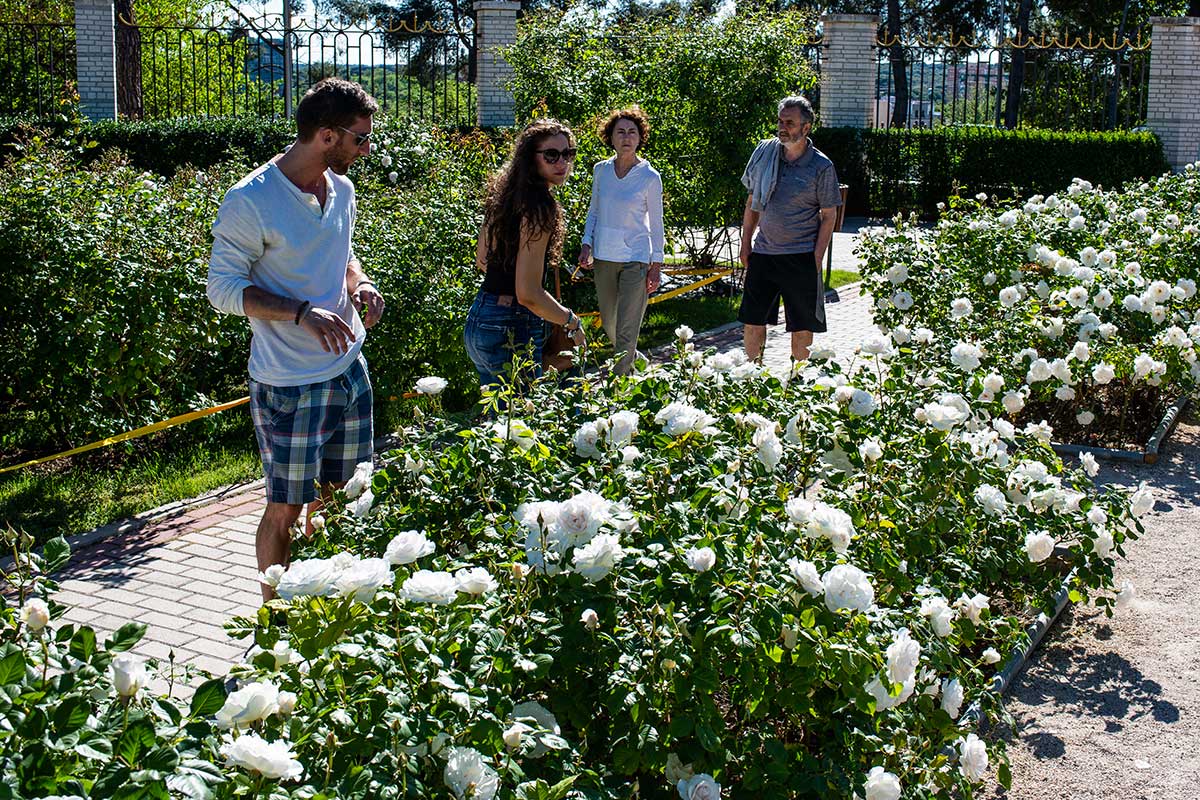 Los turistas pasean y observan unos rosales de color blanco en La Rosaleda, en el Parque del Oeste, Madrid.