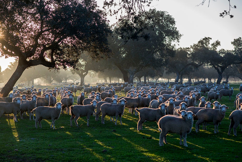 Todas las ovejas, atentas a nuestra cámara. Todas las ovejas, atentas a nuestra cámara.
