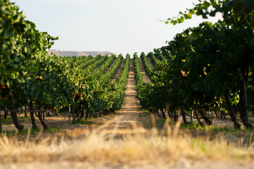 La selección de las uvas para el cava de paraje se hace en el viñedo. Foto: Codorníu. La selección de las uvas para el cava de paraje se hace en el viñedo. Foto: Codorníu.