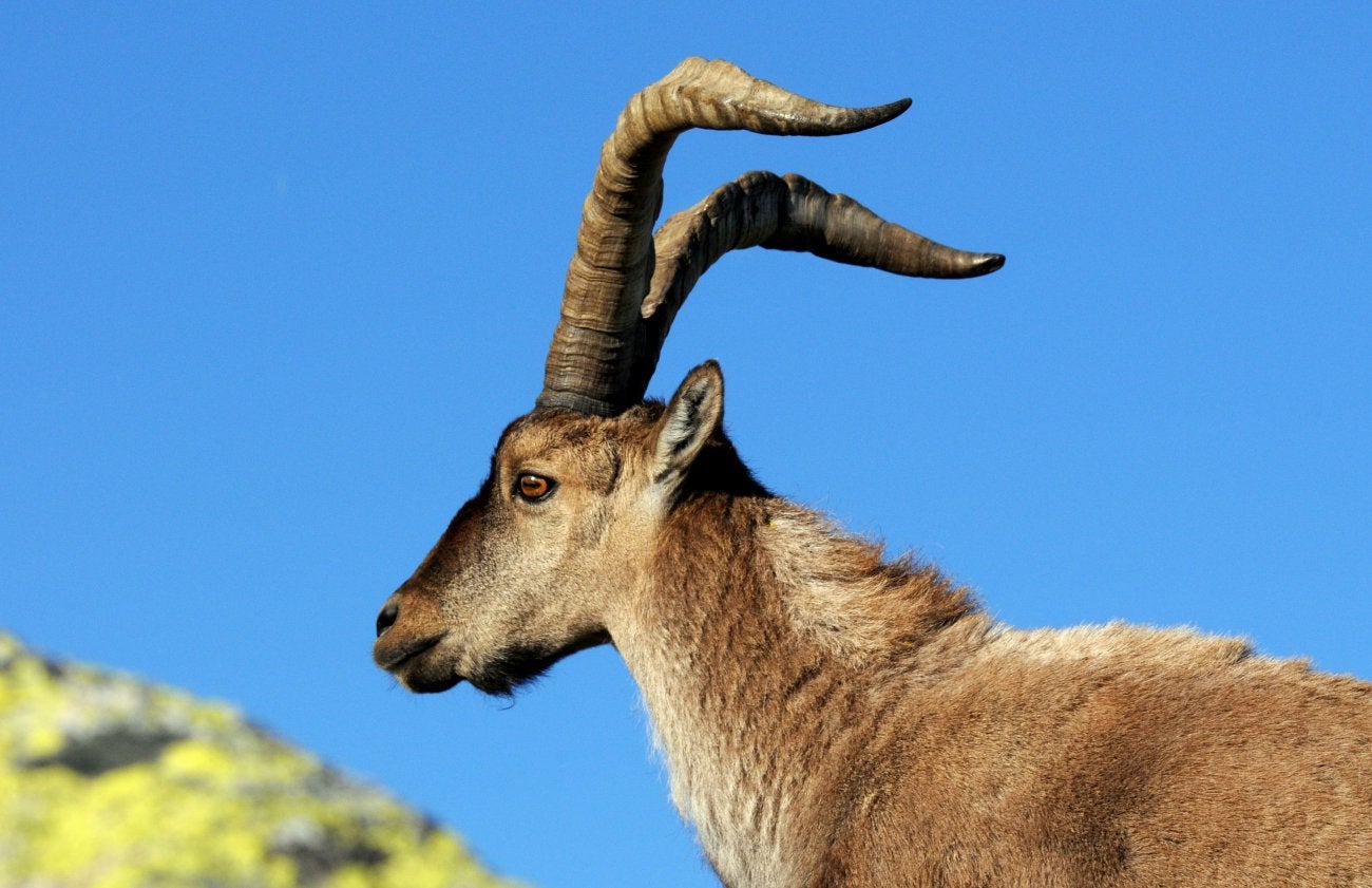 Parque Nacional de Sierra Nevada: macho de montés. Foto: Alfredo Merino. Parque Nacional de Sierra Nevada: macho de montés. Foto: Alfredo Merino.