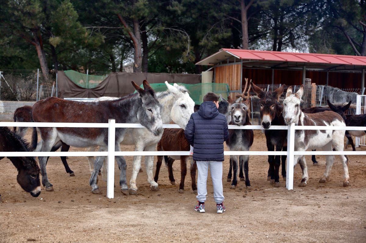 Aquí hay 44 burros deseosos de que vengas a saludarlos. Aquí hay 44 burros deseosos de que vengas a saludarlos.