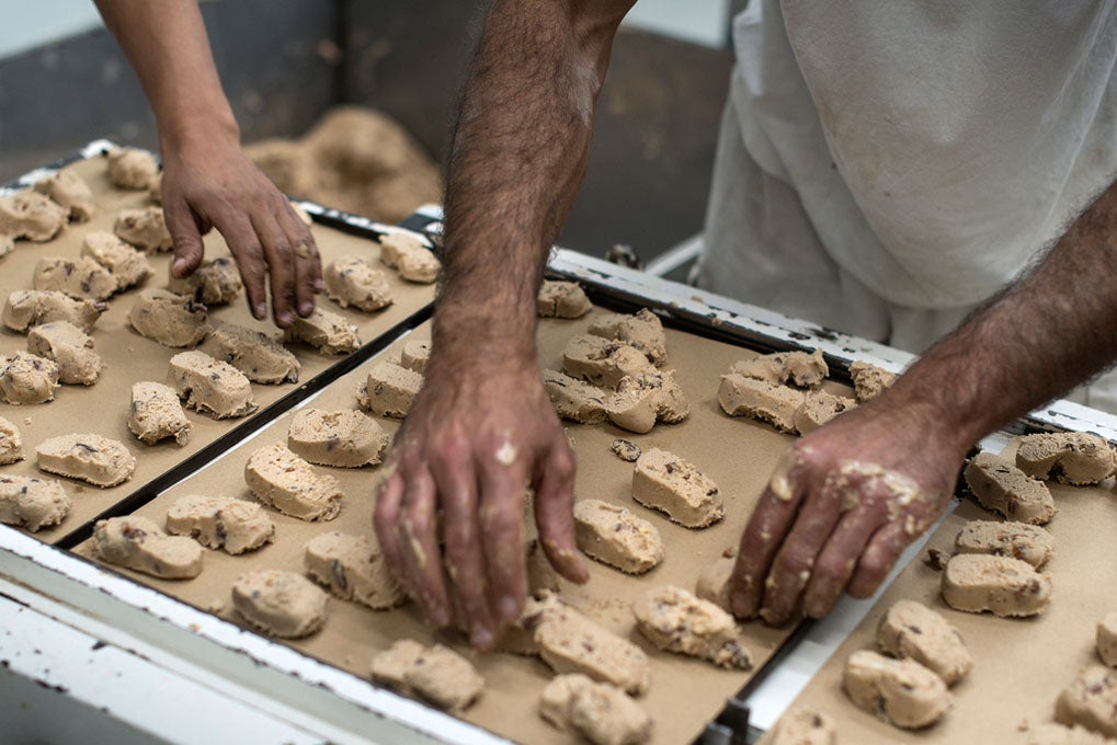 Los polvorones salen de la cortadora camino al horneado. Los polvorones salen de la cortadora camino al horneado.