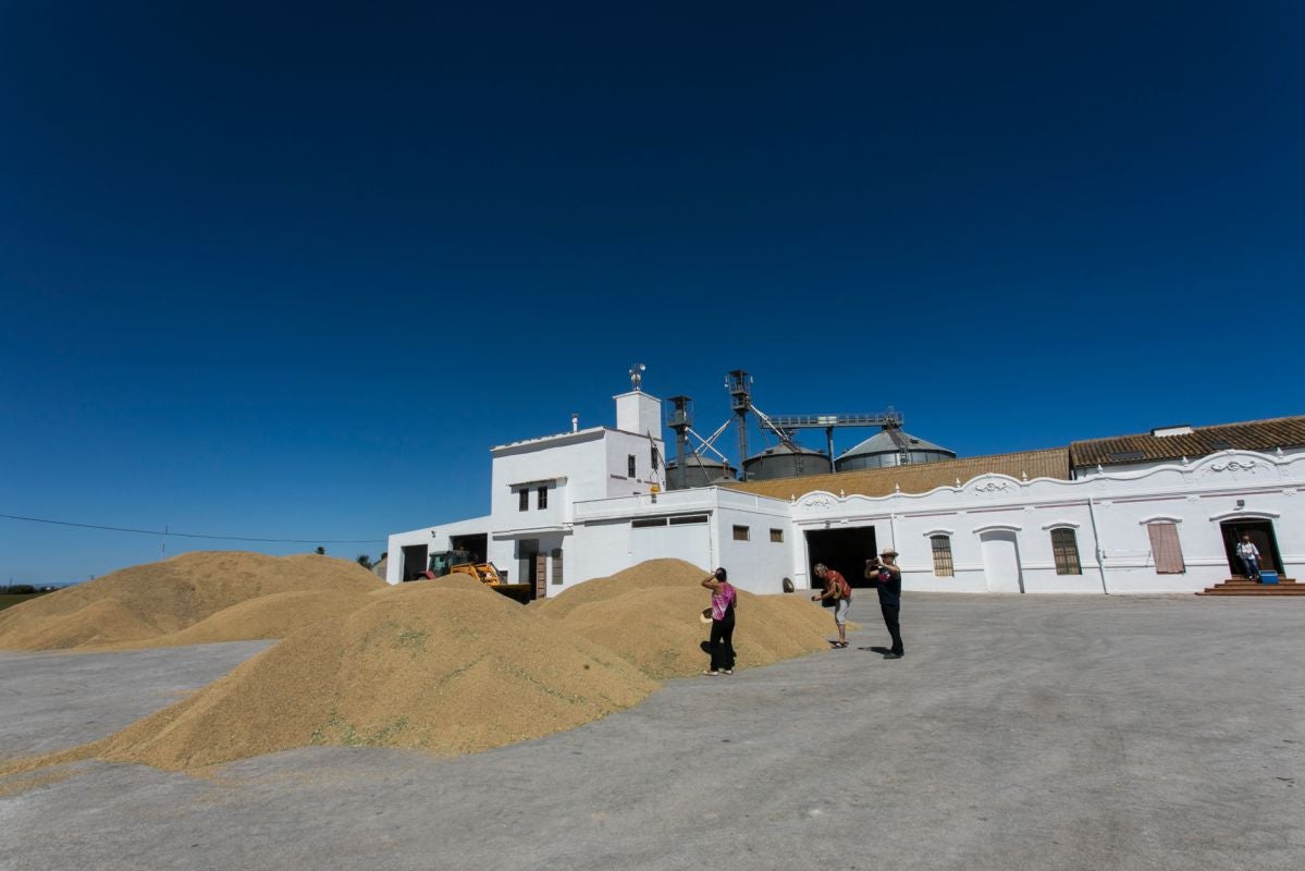 La cosecha de arroz en los secaderos de la finca. La cosecha de arroz en los secaderos de la finca.