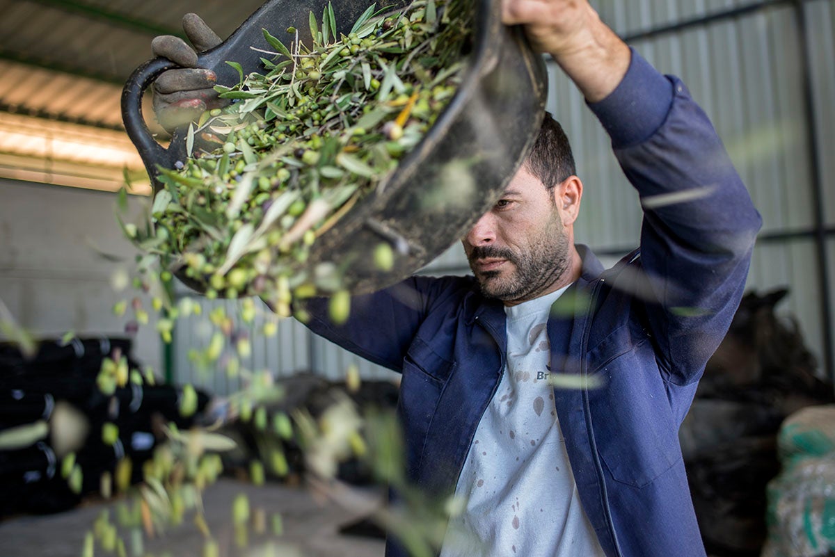 Las acebuchinas se avientan en un almacén de la almazara para separar hojas y ramas del fruto. Las acebuchinas se avientan en un almacén de la almazara para separar hojas y ramas del fruto.
